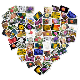 FigrCollage 3.3.1 Mac破解版