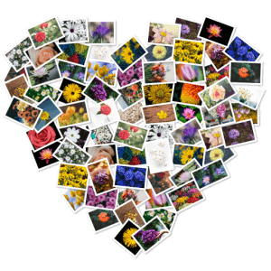 FigrCollage 3.3.7 Mac破解版