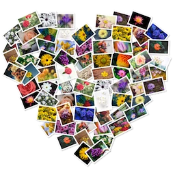 FigrCollage Pro 3.3.6 Mac 破解版 自定义照片拼贴应用