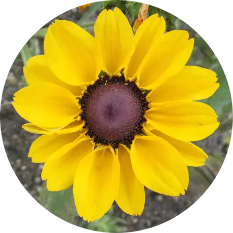 MesaExif 2.4.22 破解版/ 图像元数据修改